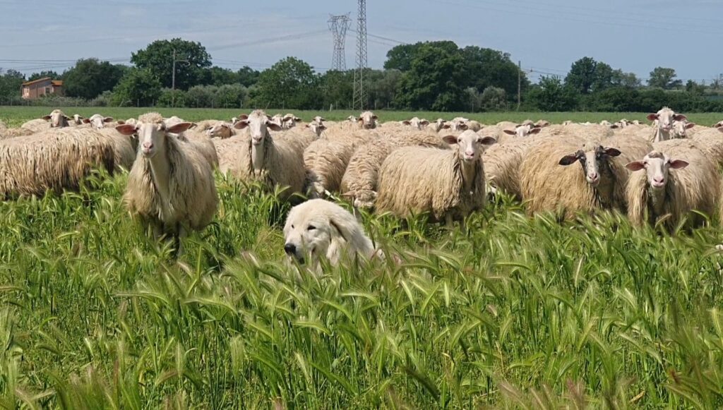 pecore al pascolo dell'Azienda Agricola Pacifici - vivisanomangiabene.it