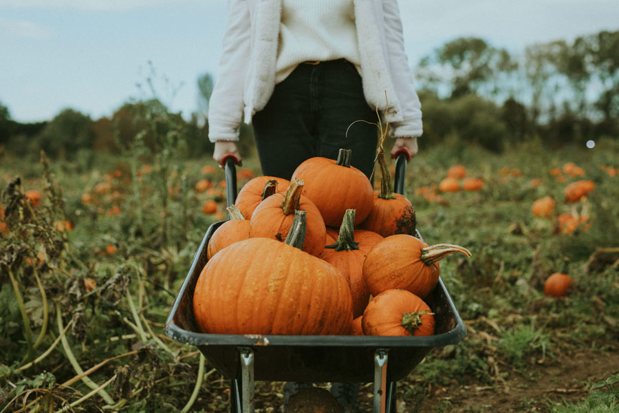 Vivi Sano Mangia Bene - la Zucca - Zootecnica Viterbese