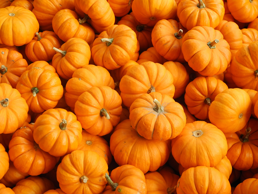 Vivi Sano Mangia Bene - Ricette con la Zucca - Zootecnica Viterbese
