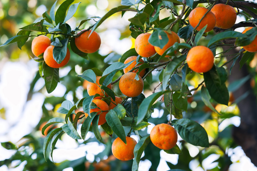 Gli agrumi in cucina: non solo spremute! Vivi Sano Mangia Bene