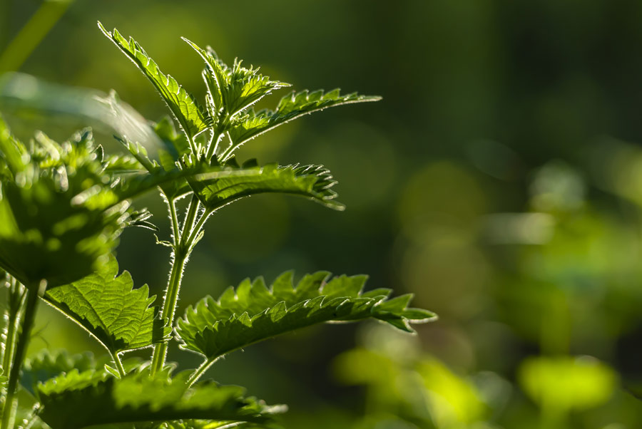 Gli alleati naturali contro le allergie primaverili