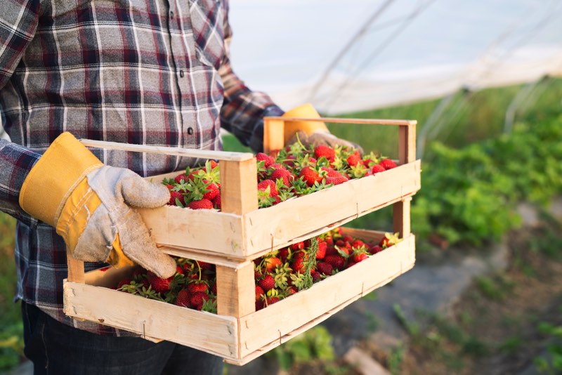 Frutta di stagione: come nasce, si raccoglie e si conserva
