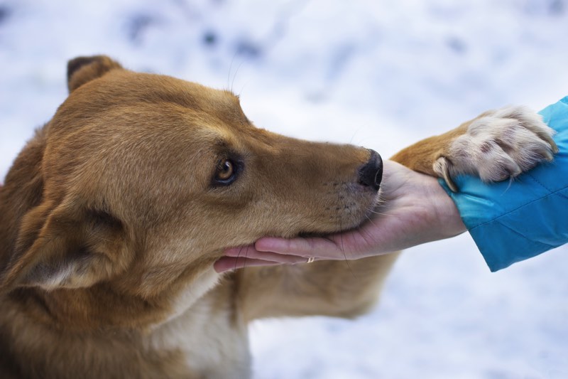 La giornata mondiale del cane