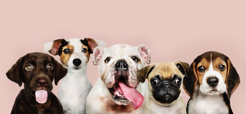 26 AGOSTO • La giornata mondiale del cane