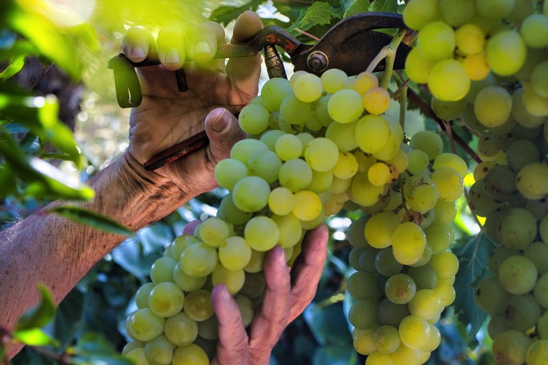 La vendemmia, tra tradizione e nuove esperienze di turismo del vino
