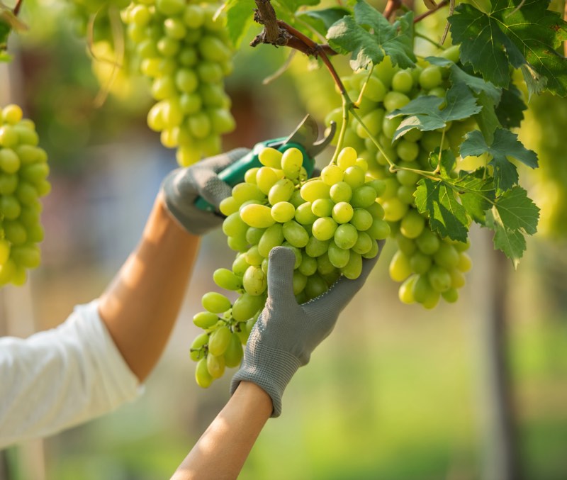 La vendemmia, tra tradizione e nuove esperienze di turismo del vino