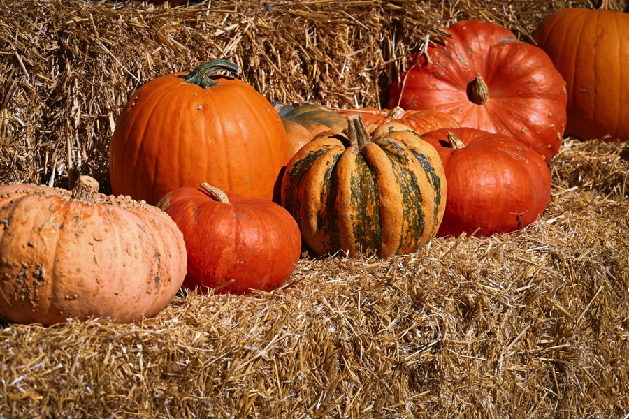 L’equinozio d’autunno — quel momento dell’anno in cui il giorno e la notte si equivalgono — non è soltanto un dato astronomico, ma un momento di passaggio denso di significati, tra abbondanza e conservazione, calore e riposo. Oggi lo viviamo magari senza accorgercene, presi dal ritorno a scuola e al lavoro, ma le culture antiche — dai Celti ai Romani, fino alle comunità contadine italiane — lo hanno celebrato da sempre come tempo del raccolto, del ringraziamento e della preparazione all’inverno.