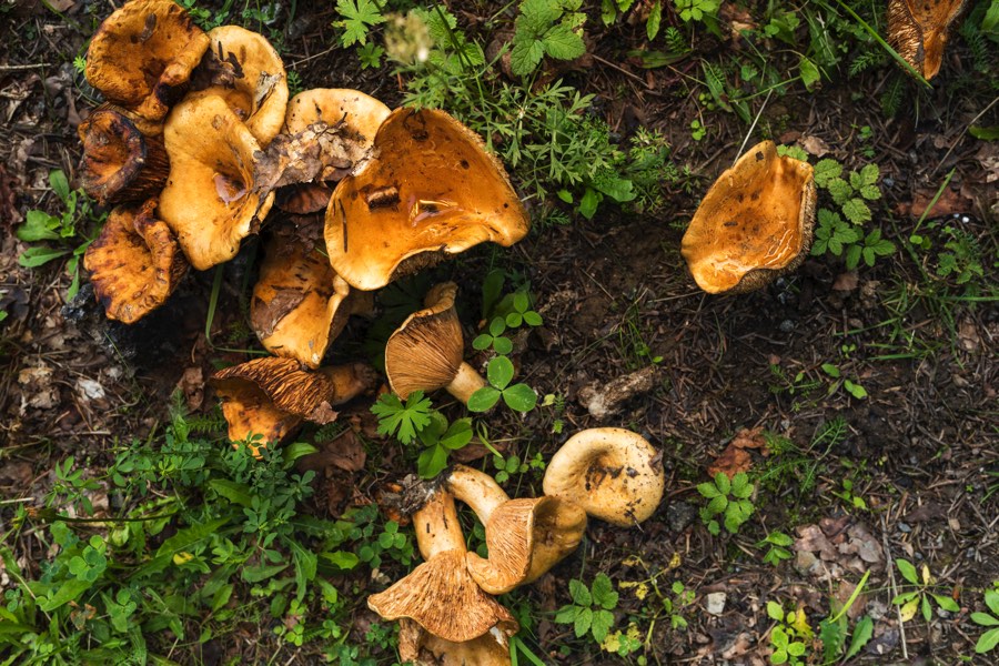 Funghi e tartufi: tesori nascosti del bosco
- ViviSanoMangiaBene.it