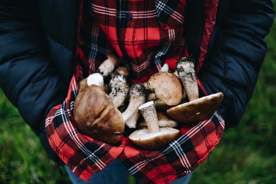 Funghi e tartufi: tesori nascosti del bosco
- ViviSanoMangiaBene.it