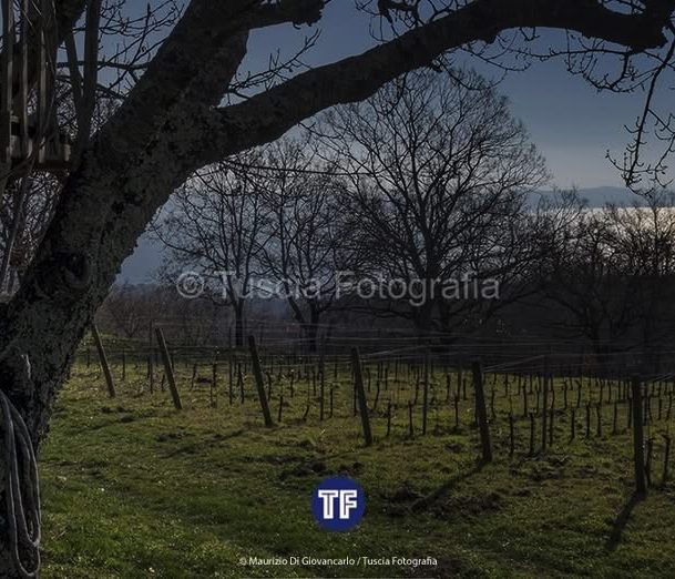 gradoli-tuscia-fotografia20 Gradoli: storia e vino sulla collina che guarda il lago - Tuscia Fotografia