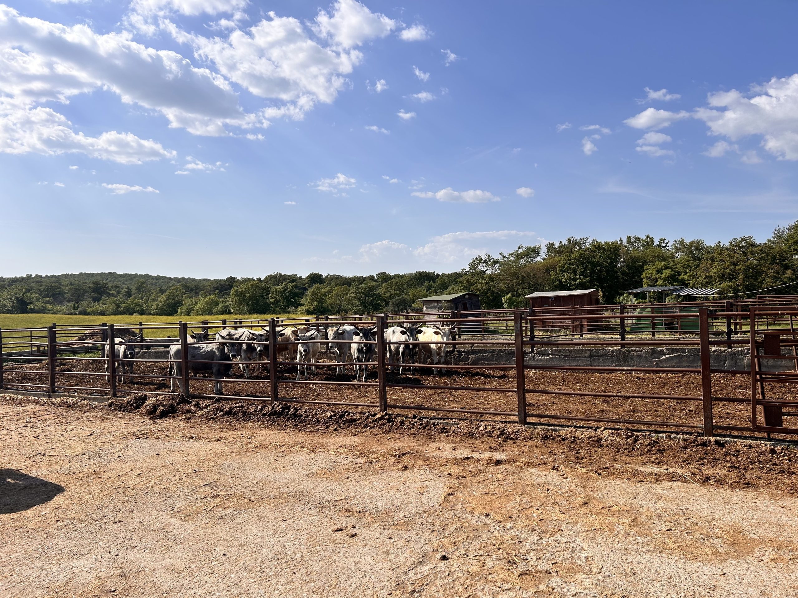 Carne maremmana a km 0: a Tarquinia parte il progetto della filiera corta con i pacchi famiglia