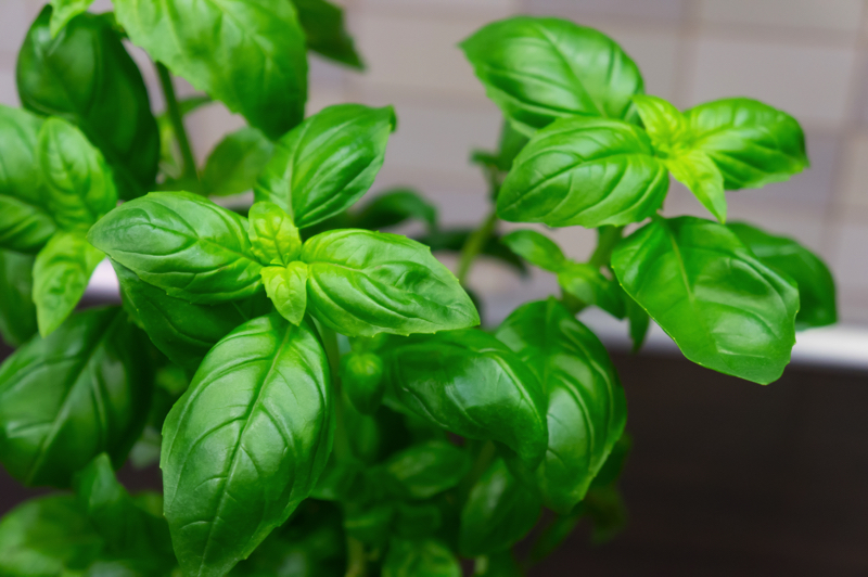 Erbe aromatiche d’estate: piccole foglie, grandi sapori