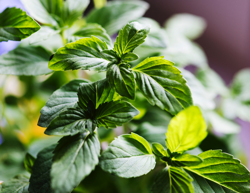 Erbe aromatiche d’estate: piccole foglie, grandi sapori