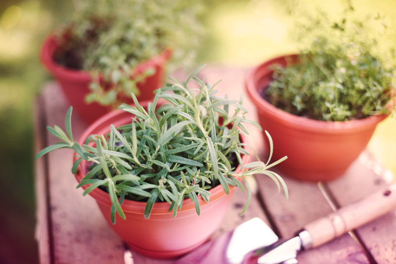 Erbe aromatiche d’estate: piccole foglie, grandi sapori