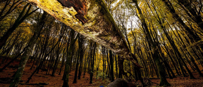 Una gita autunnale nella Tuscia 4 Una gita autunnale nella Tuscia