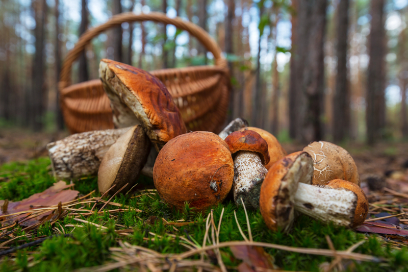 Ottobre a tavola frutta e verdura di stagione che fanno bene e portano energia